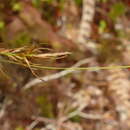 Image of Carex erebus K. A. Ford