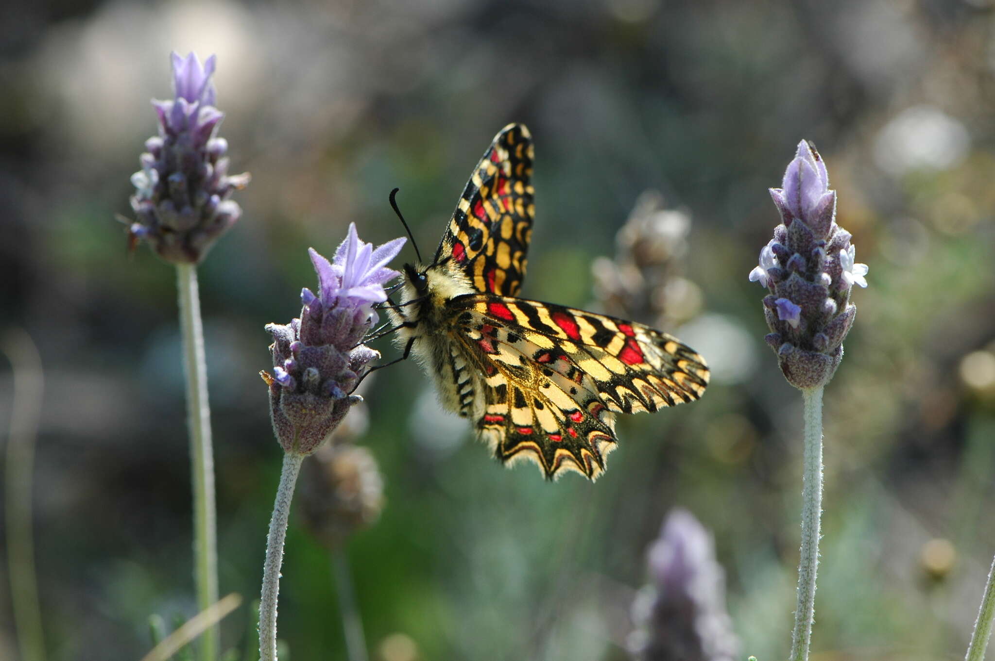 Image of Zerynthia rumina (Linnaeus 1758)