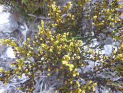 صورة <i>Thesium ericifolium</i>