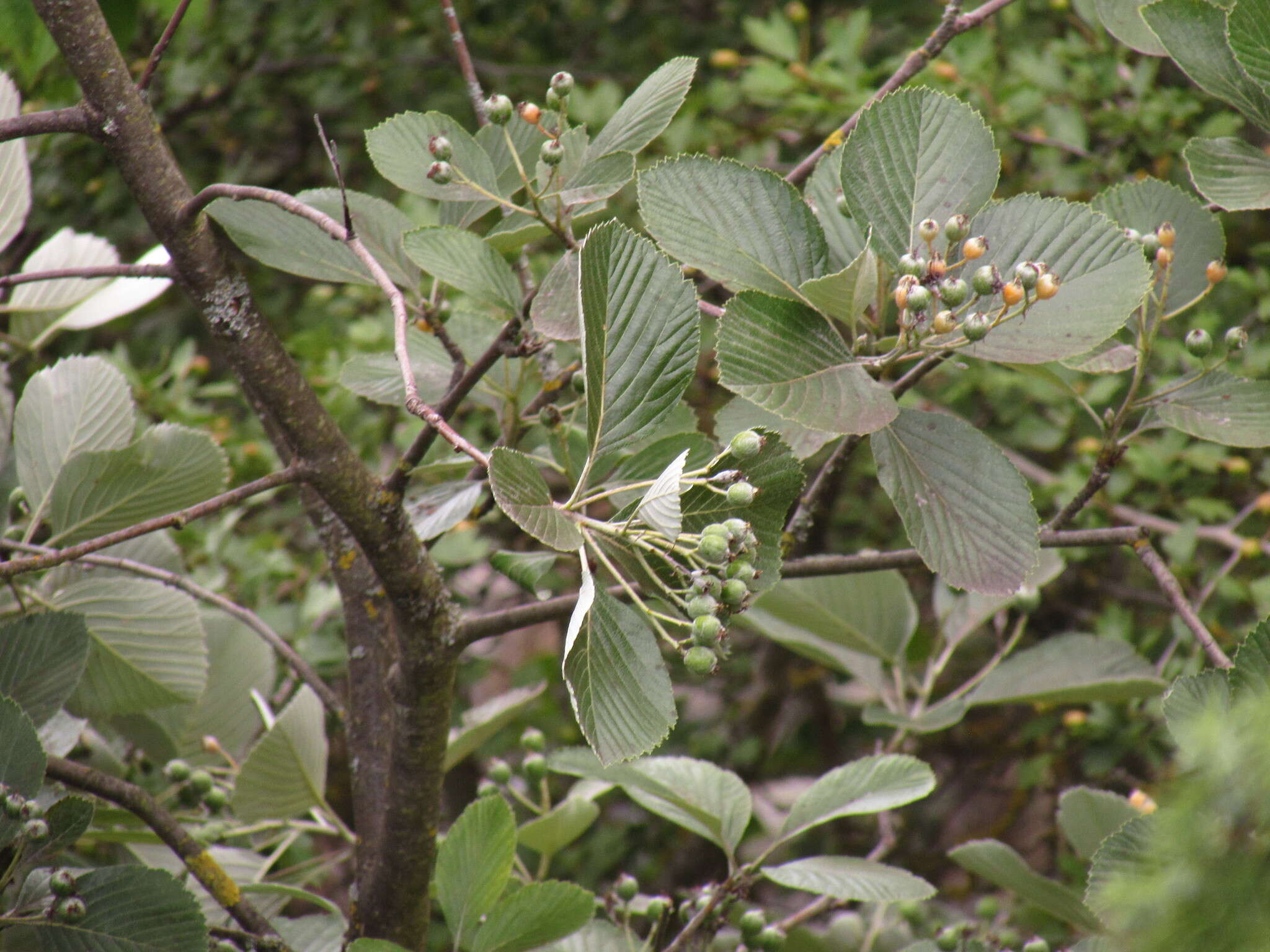 Plancia ëd Aria collina