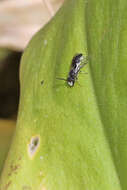 Imagem de Hylaeus hyalinatus Smith 1842