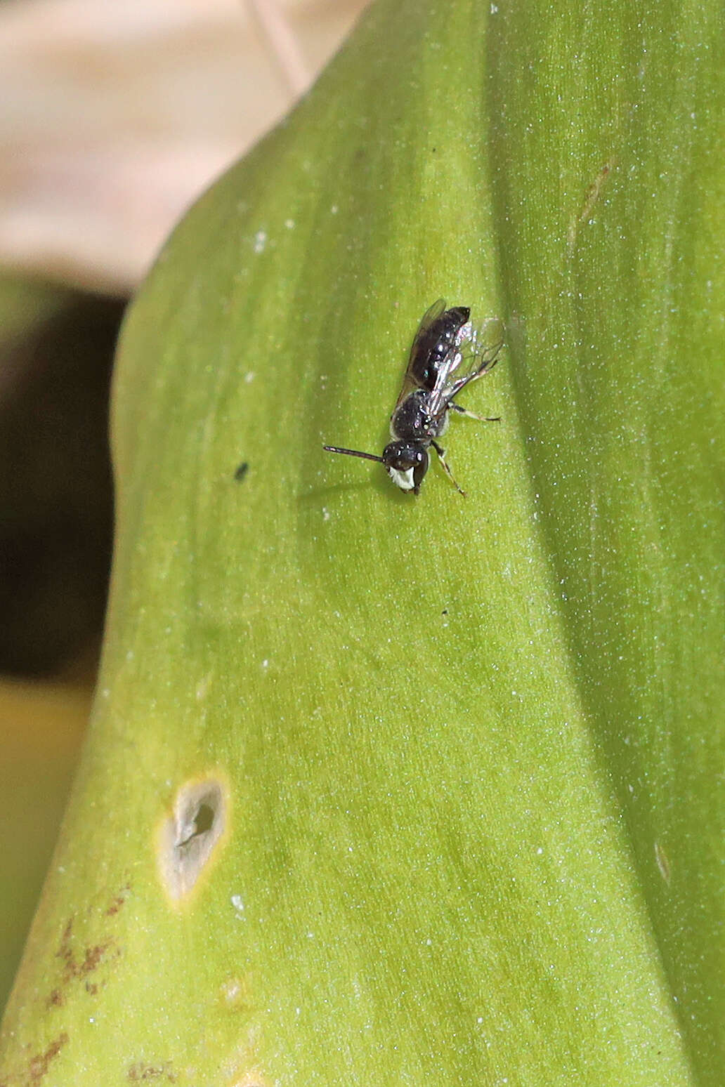 Image of Hyaline Masked Bee