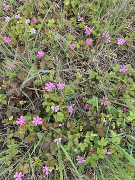 Image of arctic raspberry