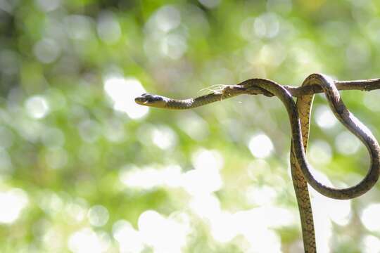 Image of South American Sipo