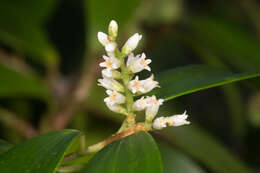 Plancia ëd Trochocarpa laurina (Rudge) R. Br.