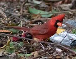 Plancia ëd Cardinalis cardinalis saturatus Ridgway 1885