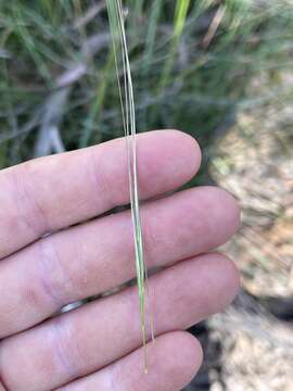 Image of clovenfoot plumegrass