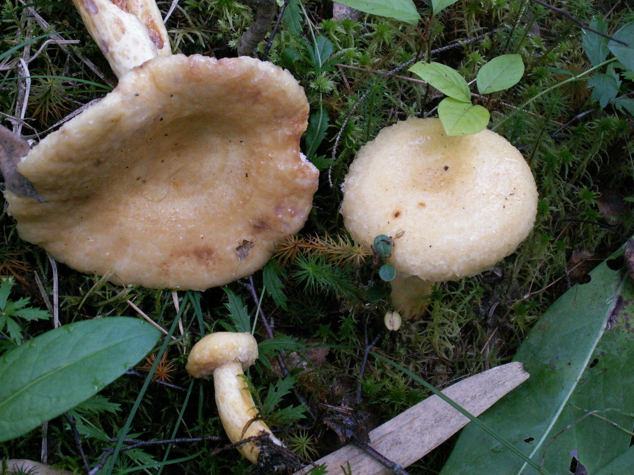 Image of Lactarius repraesentaneus Britzelm. 1885