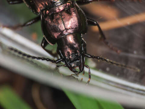 Imagem de Pterostichus (Oreophilus) multipunctatus (Dejean 1828)