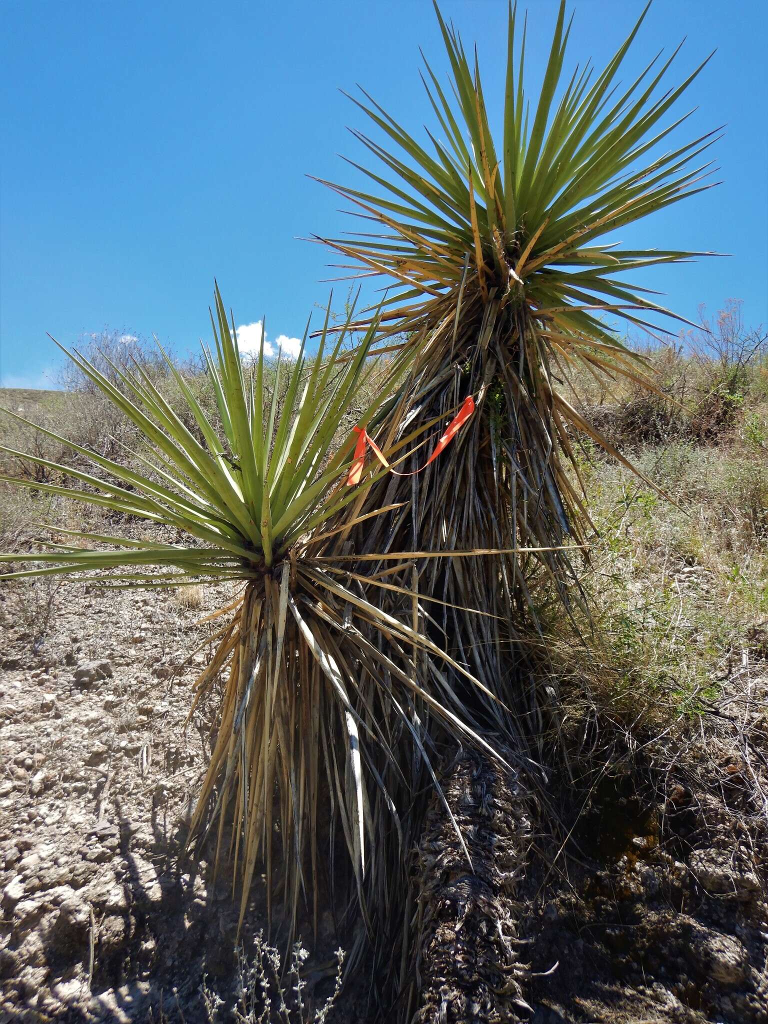 Sivun Yucca carnerosana (Trel.) McKelvey kuva