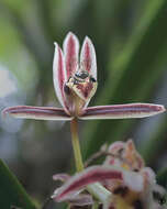 Imagem de Cymbidium aloifolium (L.) Sw.