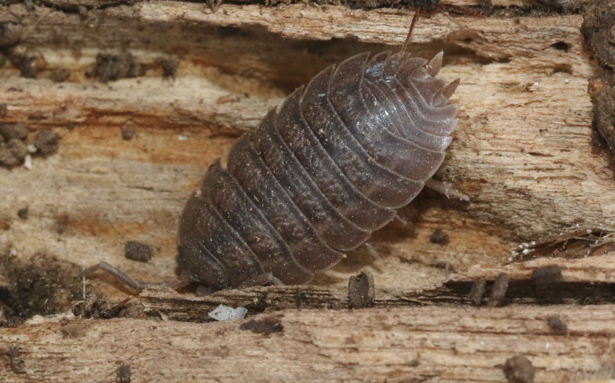 Image of Isopod