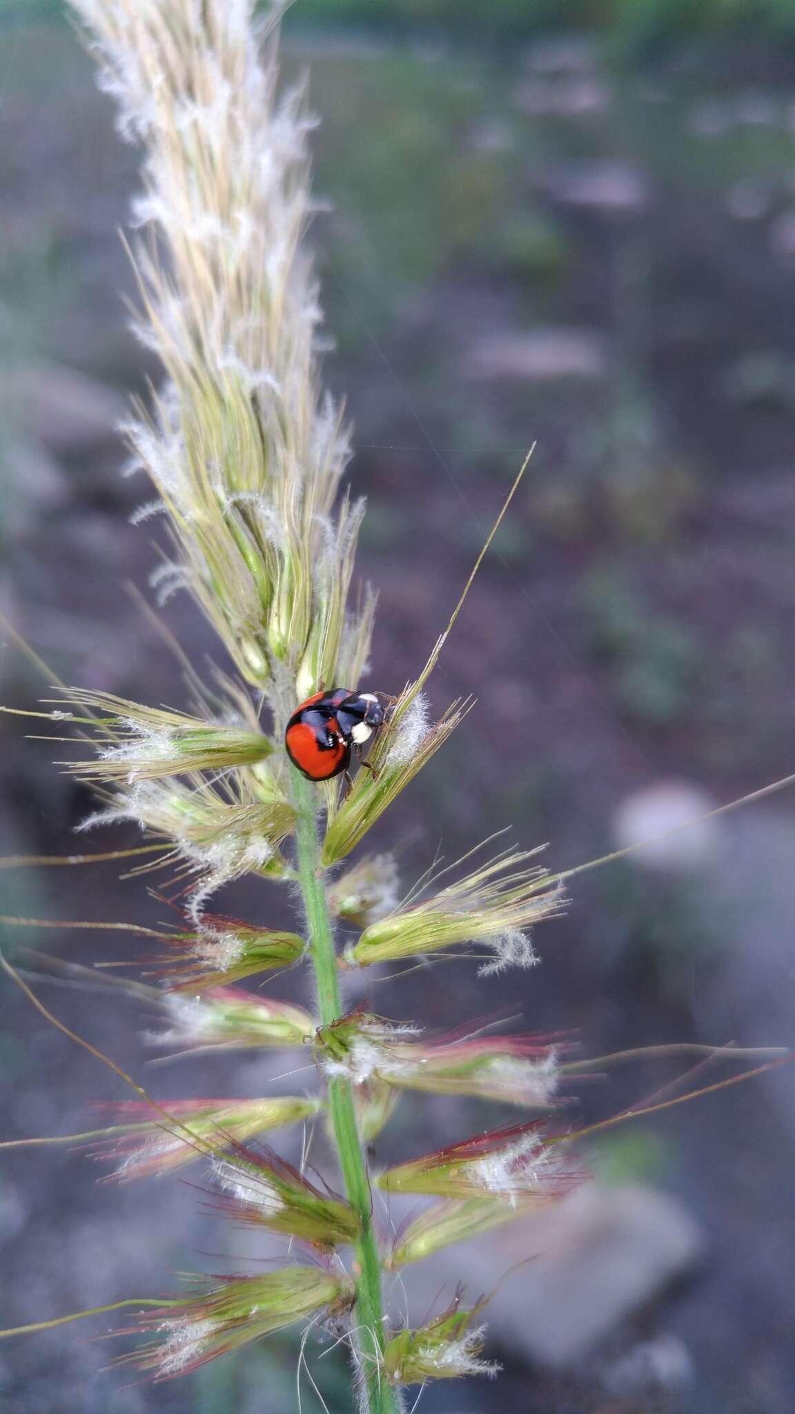 Coelophora biplagiata (Swartz 1808) resmi