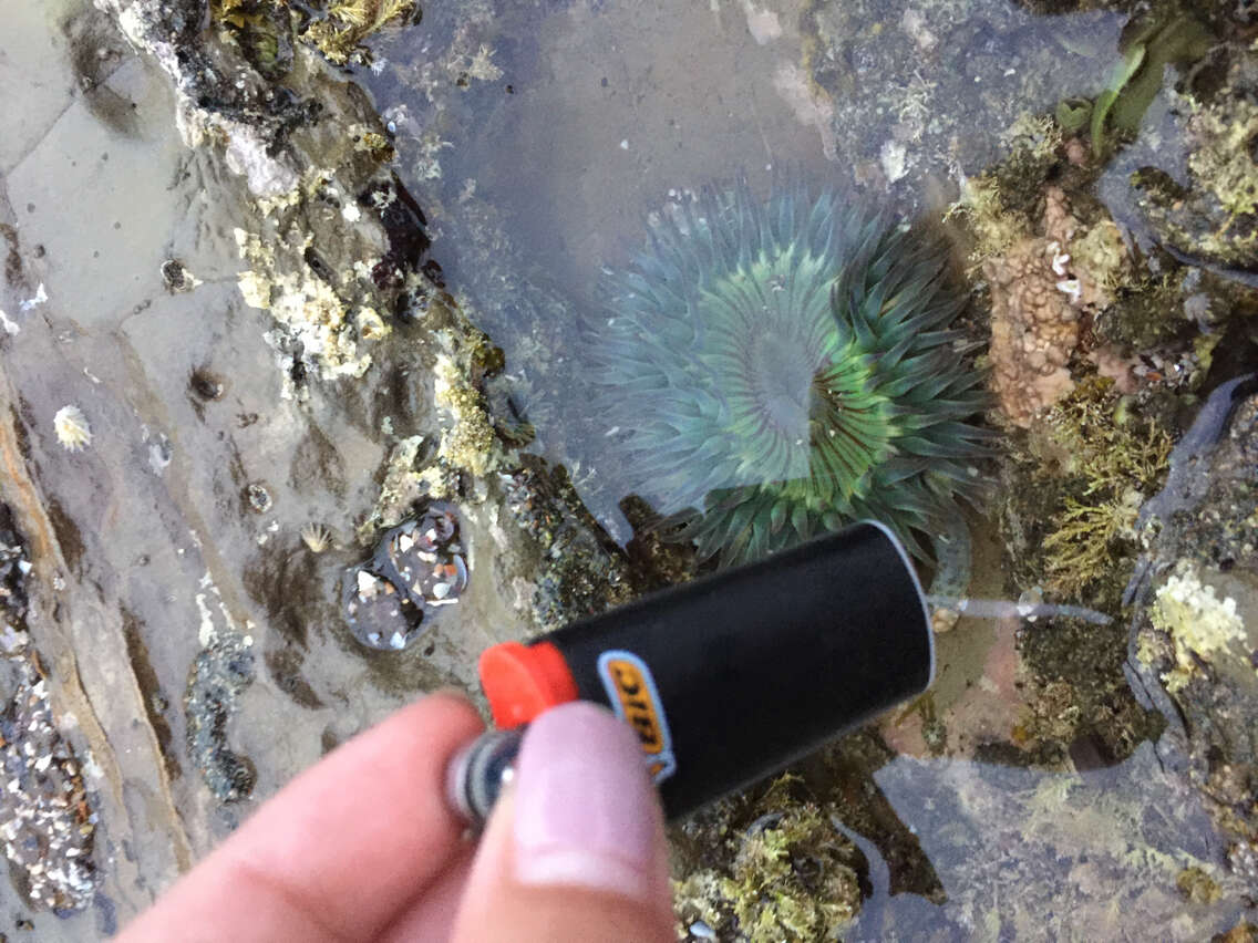 Image of Starburst anemone