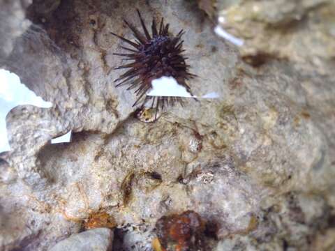 Image of reef urchin