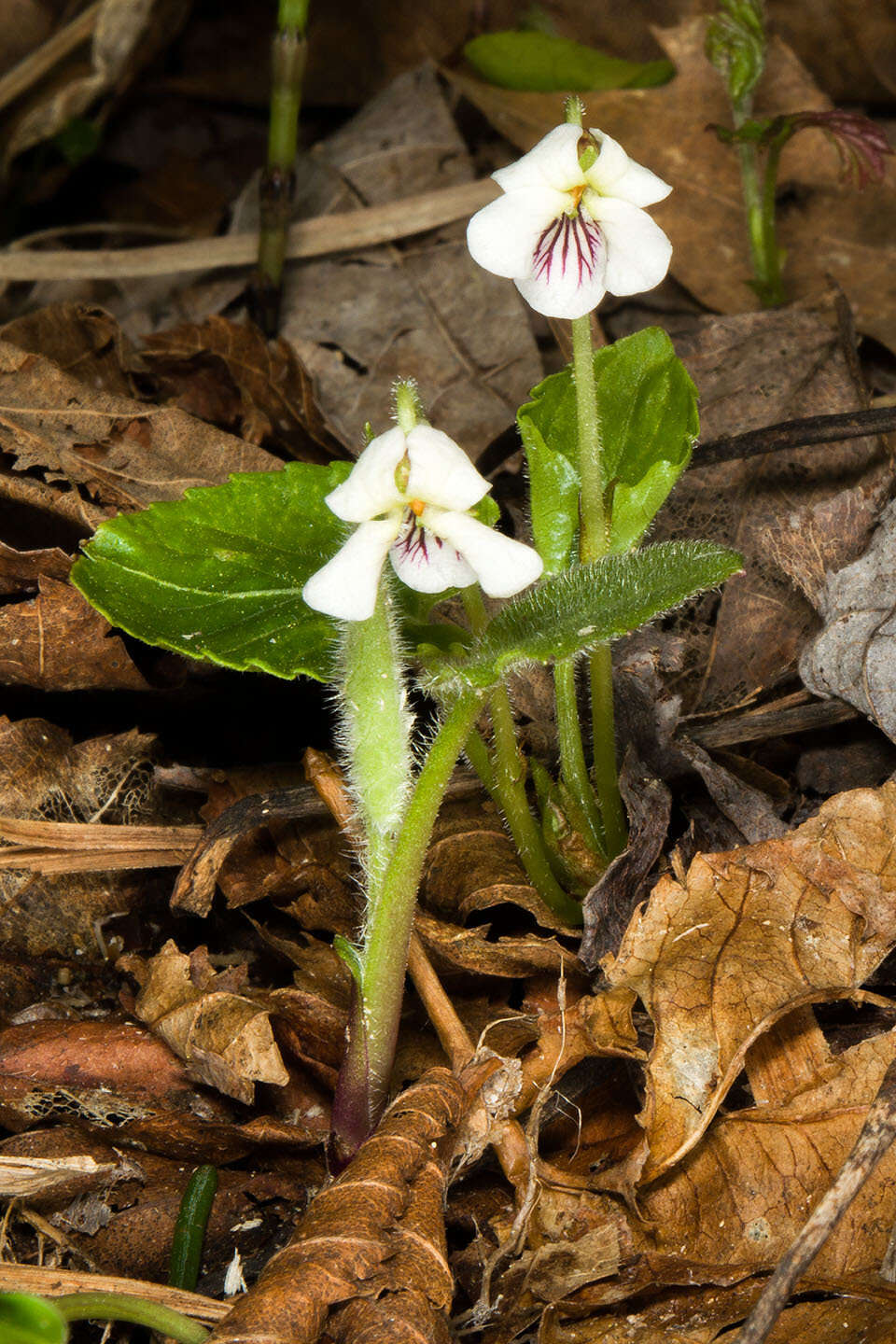 Image of white violet