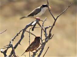 Image of Black-capped Social Weaver