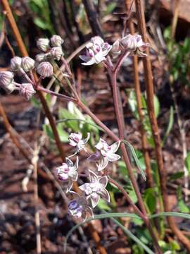 Image of Asclepias cucullata (Schltr.) Schltr.