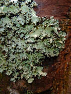 Image of Parmotrema austrocetratum Elix & J. Johnst.