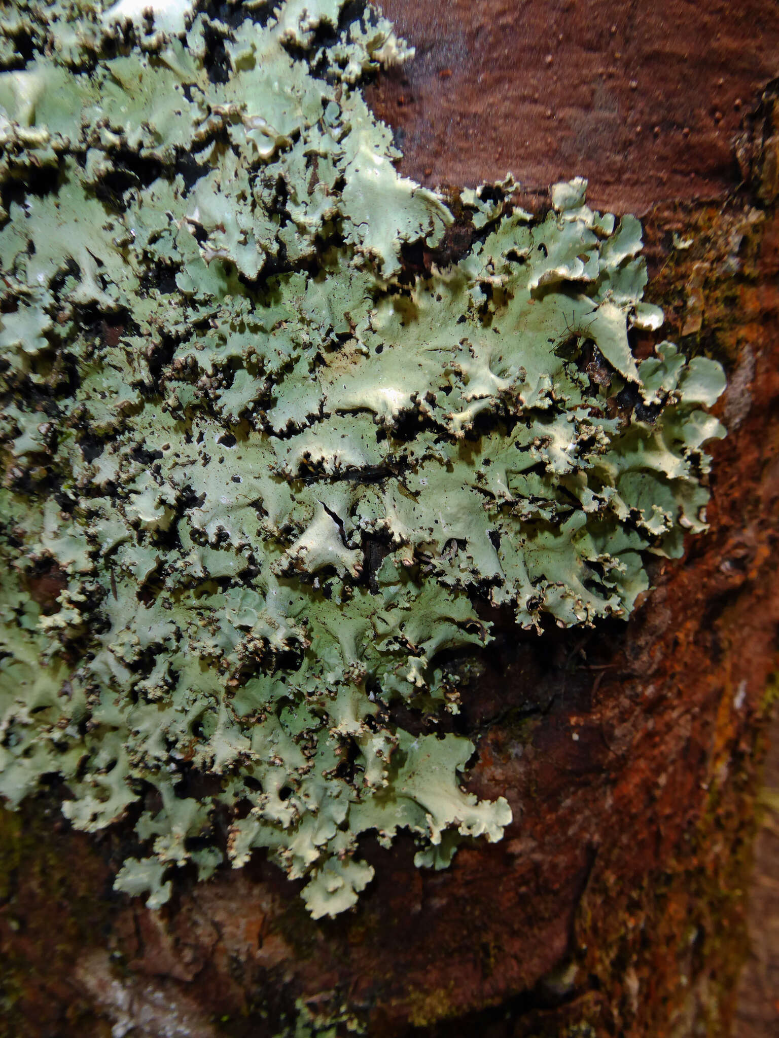 Image of Parmotrema austrocetratum Elix & J. Johnst.