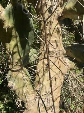 Opuntia rioplatense resmi