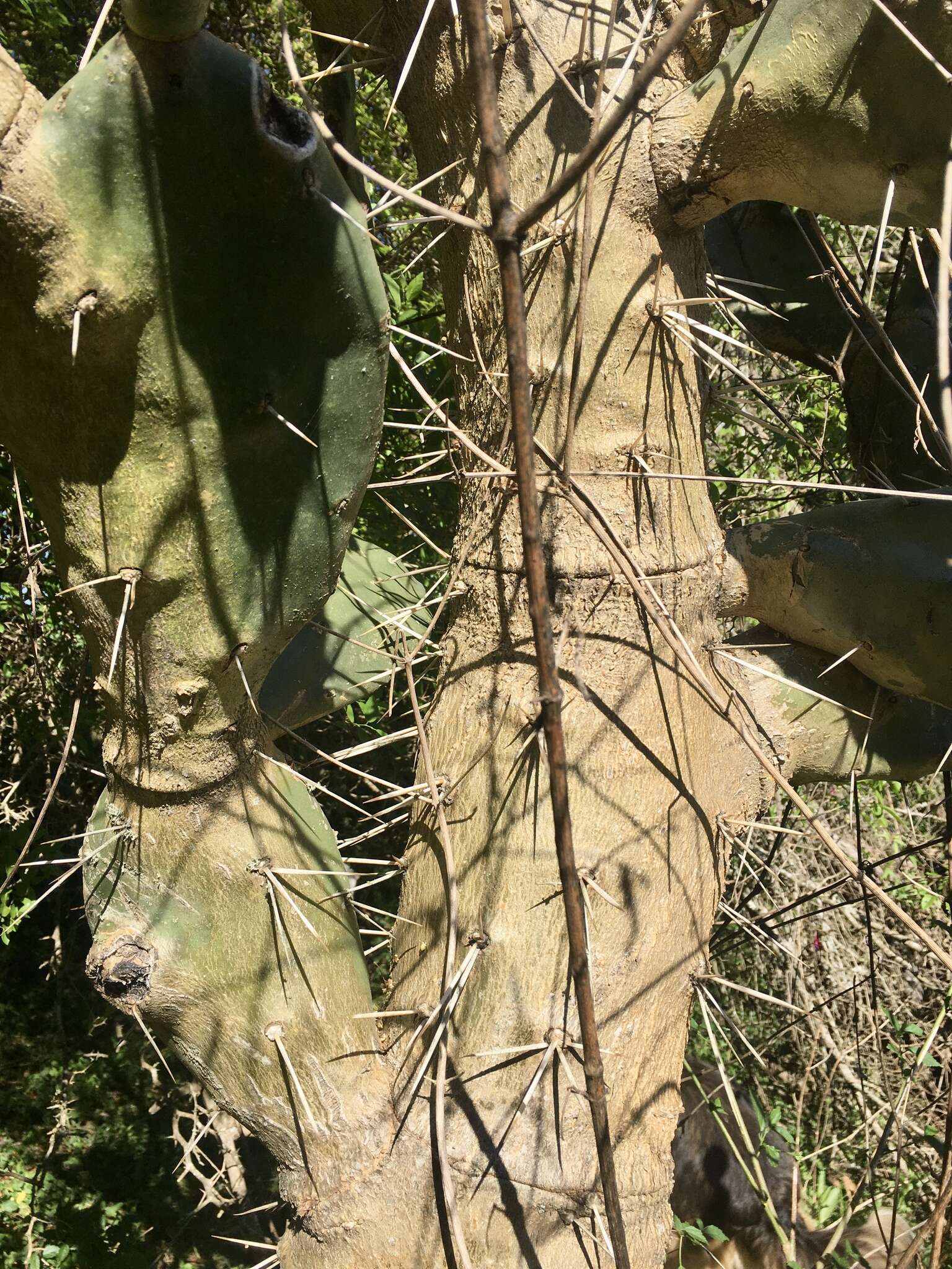 Opuntia rioplatense的圖片