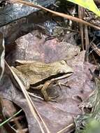 Image of Brimley's Chorus Frog