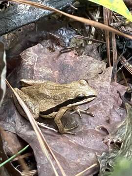 Image of Brimley's Chorus Frog