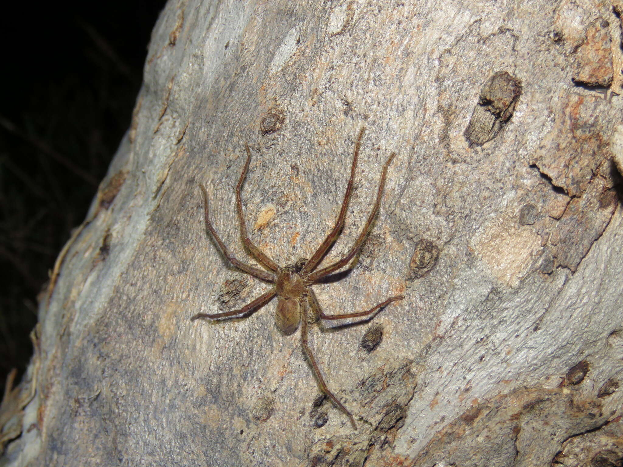 Image of Isopedella cana (Simon 1908)