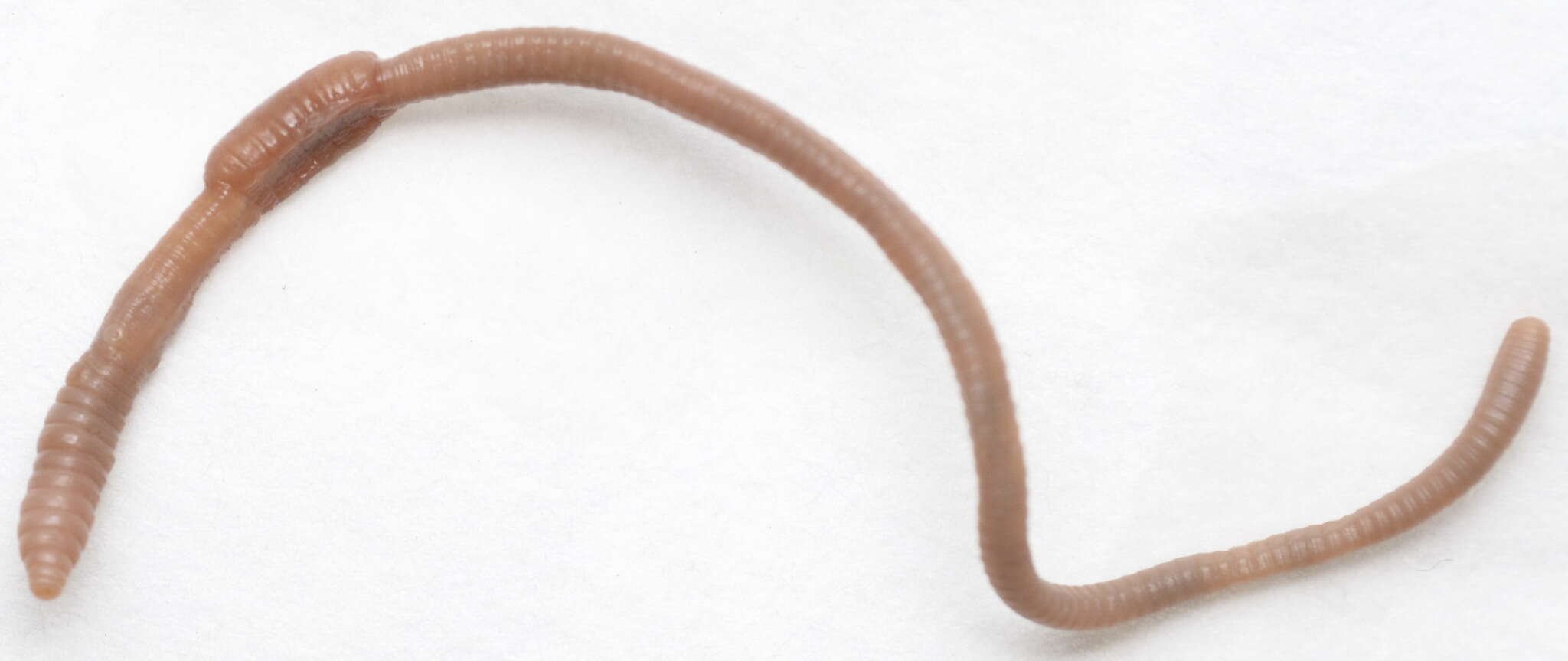 Image of Earthworm