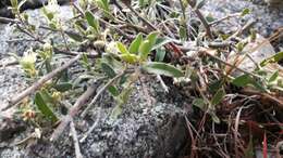 Image of Croton argentinus Müll. Arg.
