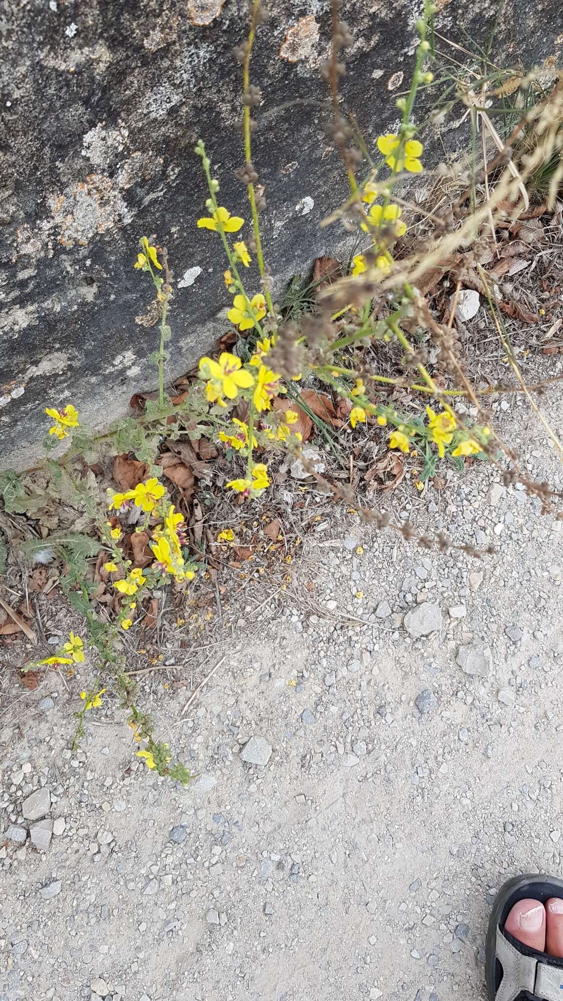 Image of wavyleaf mullein