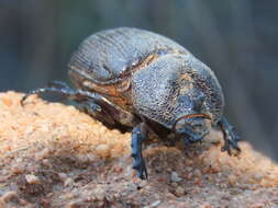 Image of Syrichthomorphus termitophilus Péringuey 1901