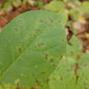 Image of Phacellium irregulare (Peck) U. Braun 1990