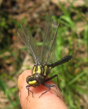 Image of Hylogomphus adelphus (Selys 1858)