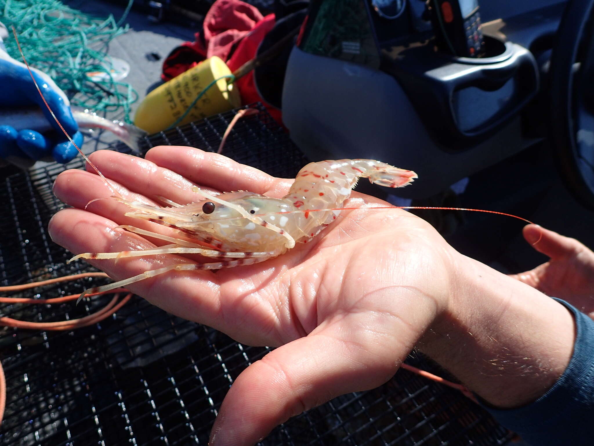 Image of Coonstripe shrimp