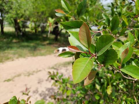 Image of Xylosma venosum N. E. Brown