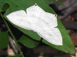 Image of Acropteris ciniferaria Walker