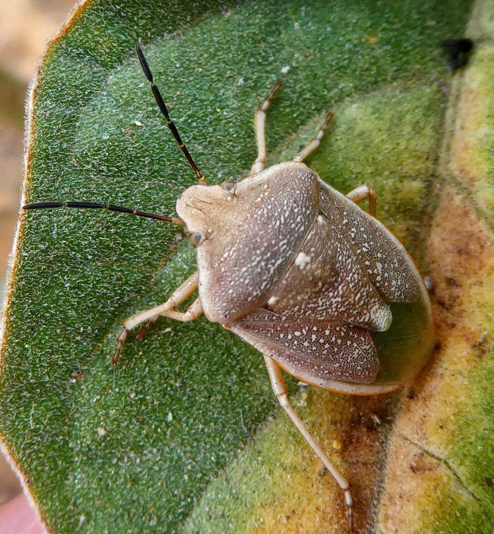 Imagem de Chlorochroa (Chlorochroa) uhleri (Stål 1872)