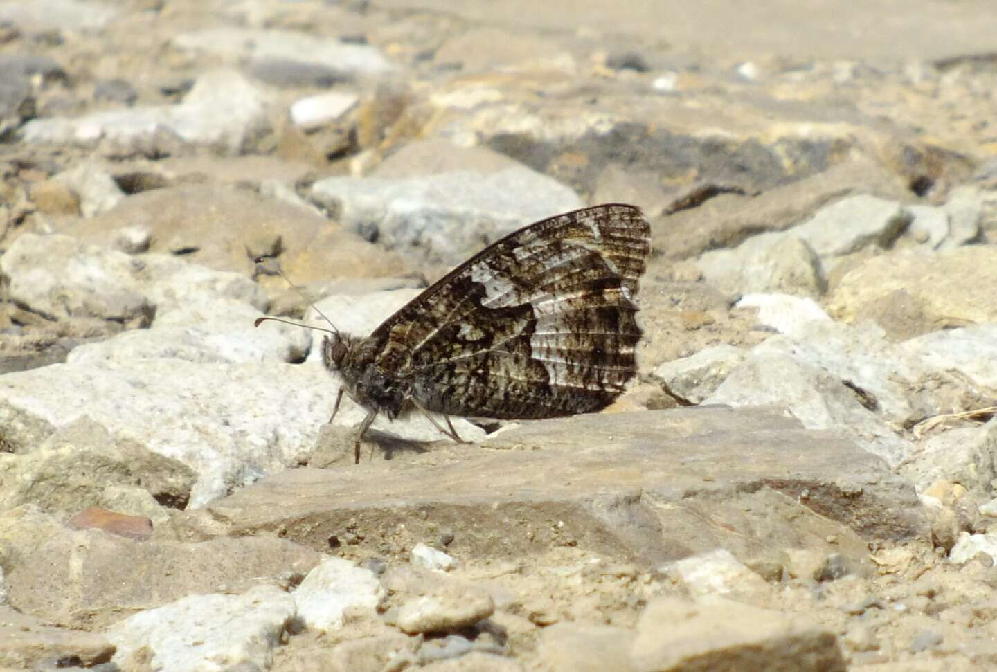 Слика од Hipparchia pellucida Stauder 1924