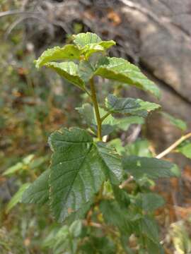 Image of Ribes punctatum Ruiz & Pav.