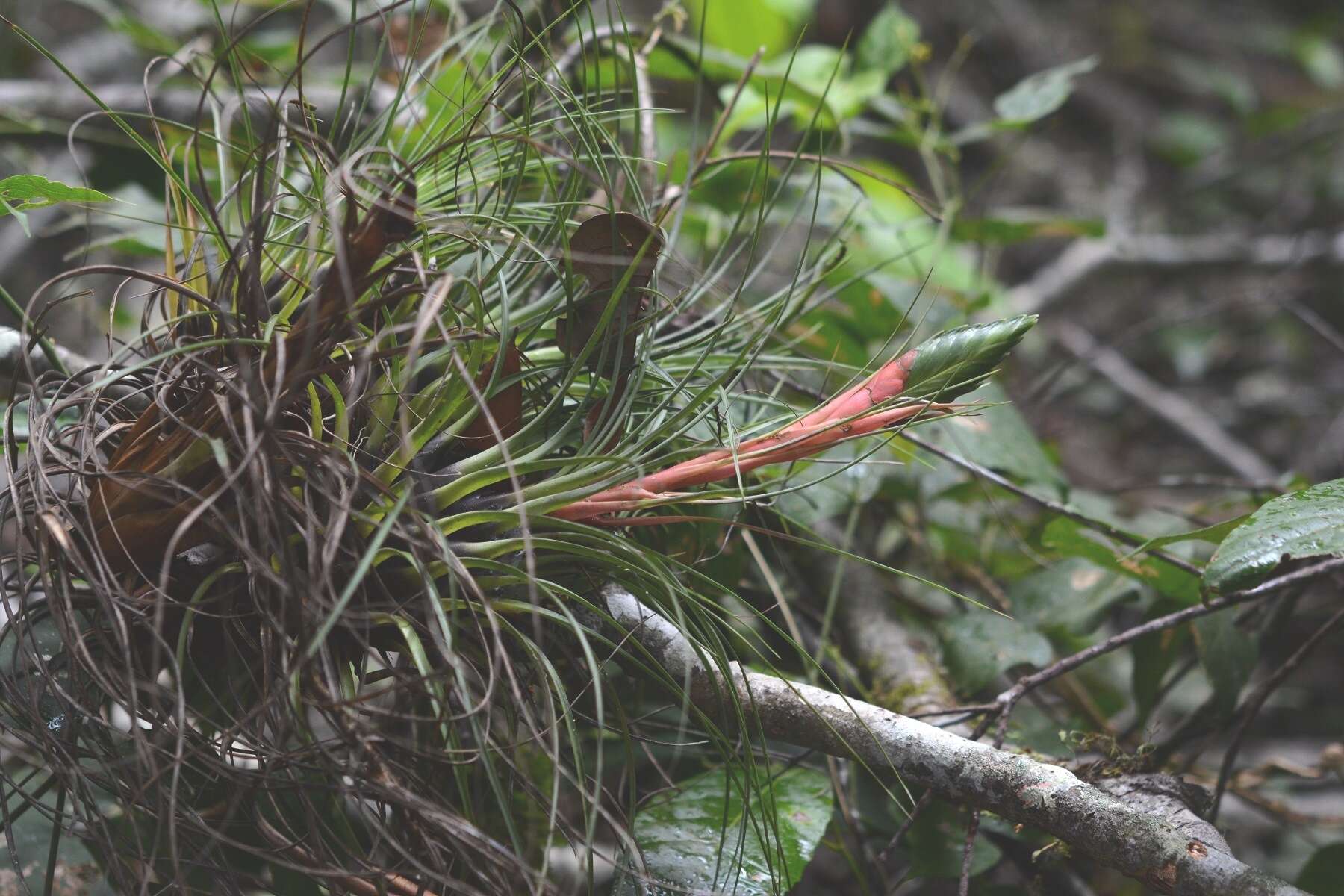 Image of Tillandsia punctulata Schltdl. & Cham.