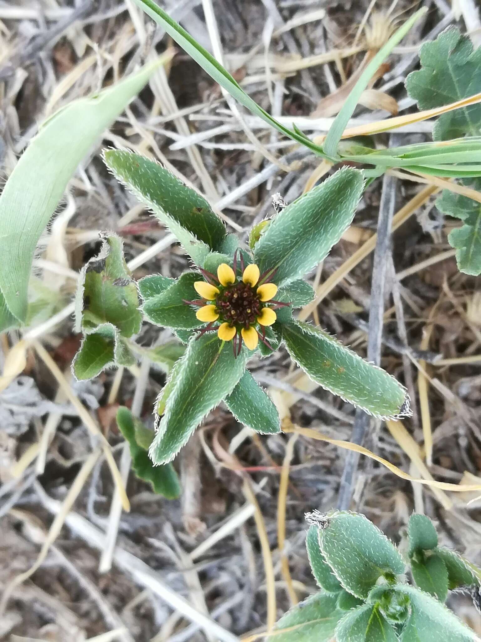 Sanvitalia angustifolia Engelm. ex A. Gray resmi