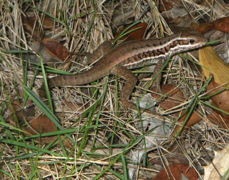 Imagem de Leiocephalus cubensis (Gray 1840)