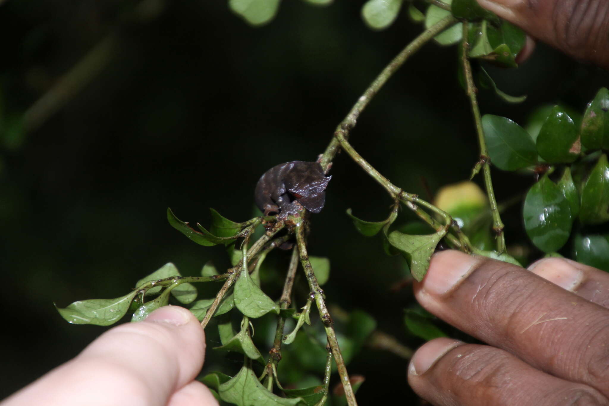 Image of Satanic leaf-tailed gecko