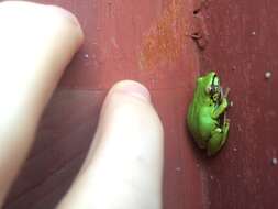 Image of Cinnamon-bellied Reed Frog