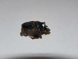 Image of Onthophagus ferox Harold 1867