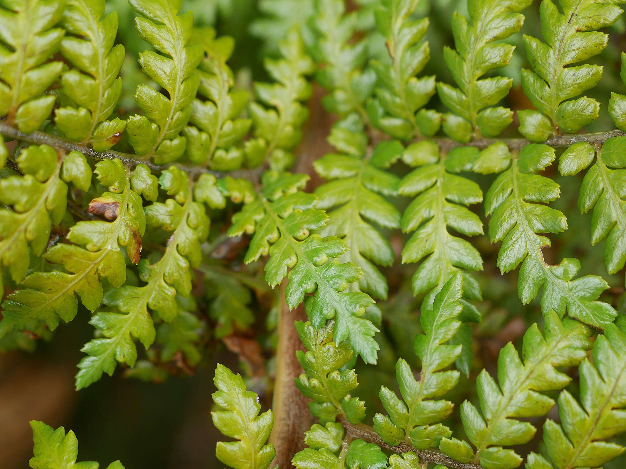 Image of Dicksonia lanata Col.