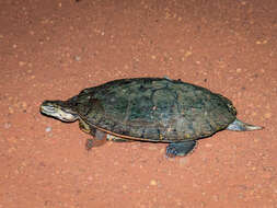 Image of Cotinga River Toadhead Turtle