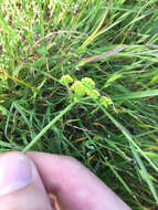 Image of common lomatium